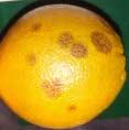 The incidence of CI on oranges is greatly increased when storage temperatures are below 10 o C