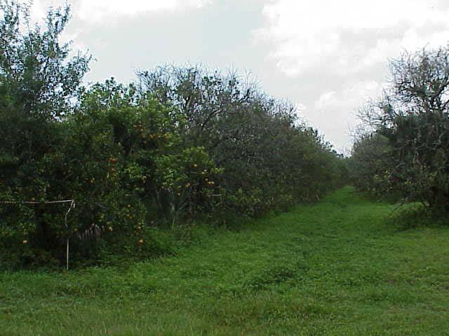 Trees rapidly decline with extensive twig dieback, off-season flowering, and small fruit. Blight trees reach a stage of chronic decline, but seldom die.