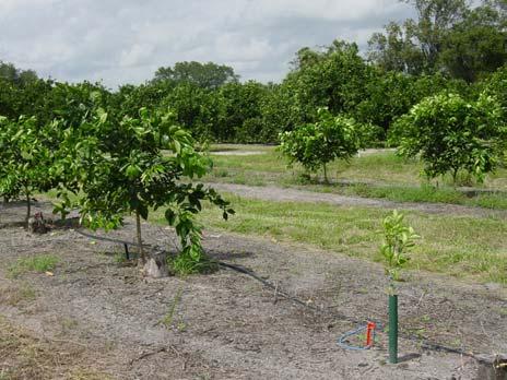 CITRUS RESET MANAGEMENT Replacement of dead, diseased, and declining trees in Florida citrus groves has always been an important part of the total production program.