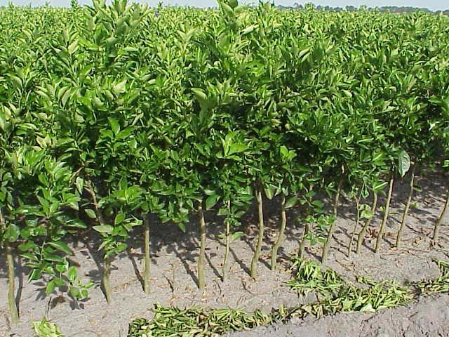 Freezes, blight, tristeza, Phytophthora, Diaprepes, and other pests and diseases have been particularly troublesome to Florida citrus growers for the last two decades.