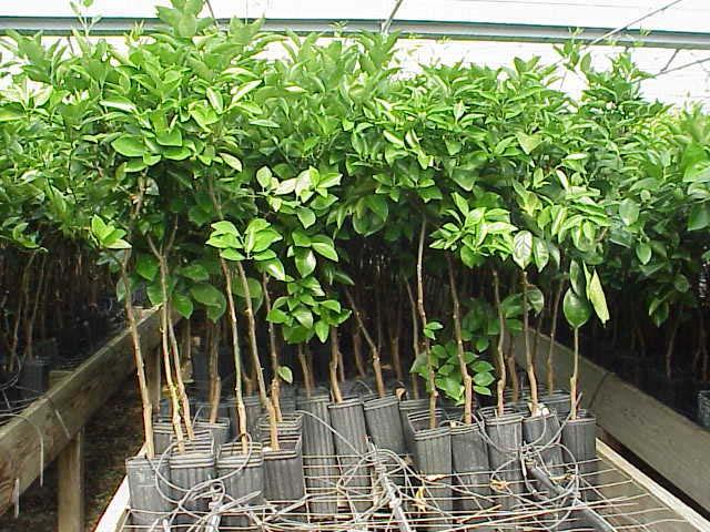 Planting sites should be prepared well in advance of receipt of the trees. This is particularly important for bare-root trees, which should be planted as soon as possible after they are received.
