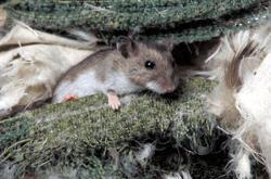 Common Signs of Rodent Infestation Remember that not all types of rodents carry hantavirus. Neither common house mice nor common rats have been associated with HPS in humans, for example.
