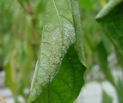 Symptoms In general, pepper crops become more susceptible to powdery mildew as they mature. Older plants and lower leaves are the first to show evidence of powdery mildew infection.