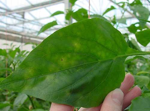 Check for pepper powdery mildew by closely inspecting the underside of older leaves for the first signs of the disease. Look for fluffy, white patches of powdery mildew (Figure 1).