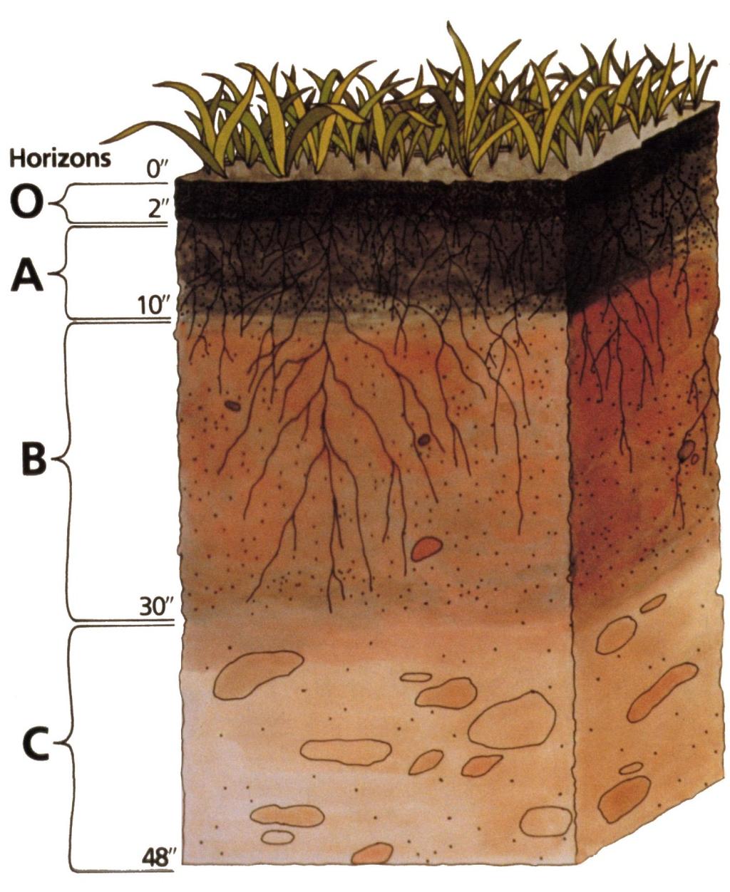 horizon subsoil where minerals accumulate C