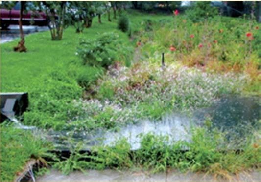 Provide forebay or turf filter area for sediment accumulation and cleanout Preserves integrity of garden Easier to maintain North