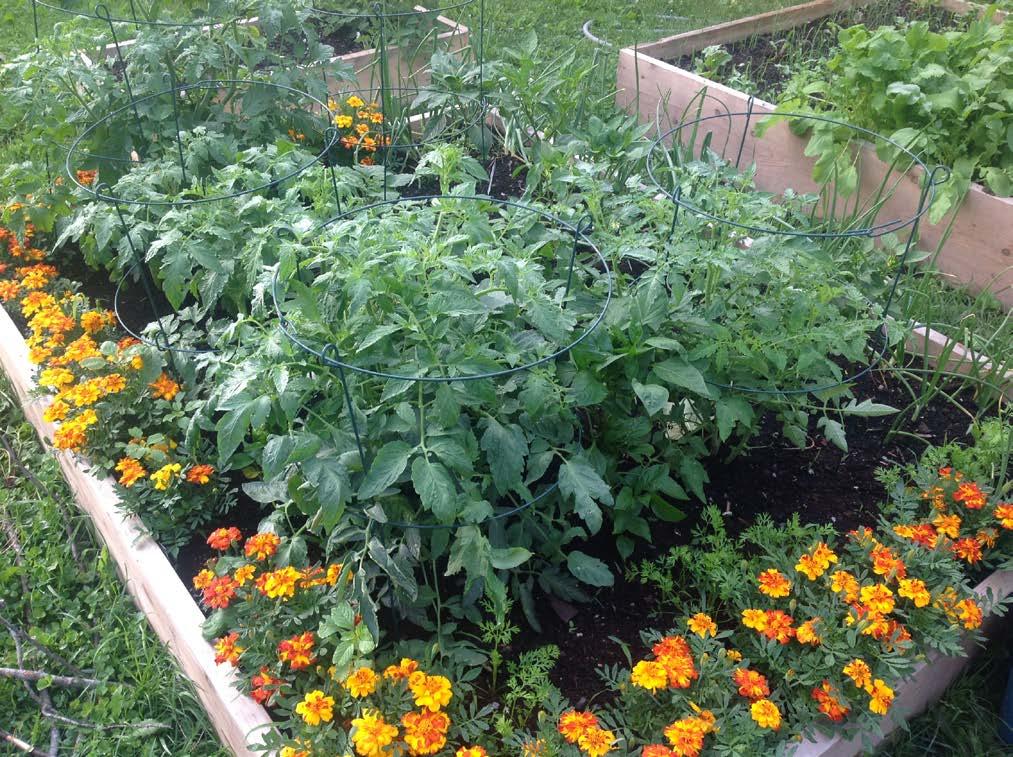 Marigolds and tomatoes Marigold root chemical kills nematodes Marigolds also deter