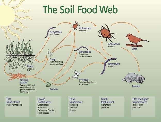 6.2 Organisms of the Soil Soil is a complex ecosystem with a community of diverse organisms that occupy a broad range of niches.