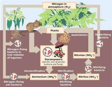 In addition, soil biota can control the form of nutrients available in the soil.