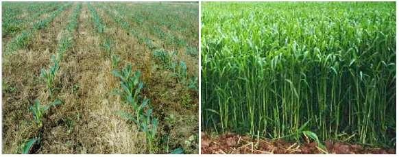 8.1.1Conservation Tillage and Cover Crops Conservation tillage refers to a series of agricultural practices that attempt to prevent soil degradation by reducing (reduced tillage) or eliminating