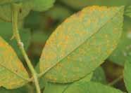 In most cases, treatment is not needed, but where larvae are numerous and severe defoliation is expected, treat with an oil spray, insecticidal soap, or neem oil.
