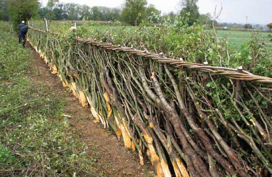 The hedgerow management cycle Many hedgerows around the country are either over managed or neglected.