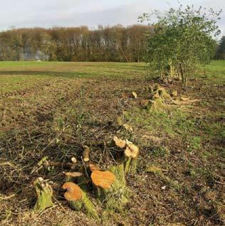 Laying Once common practice on nearly all farms, hedge laying involves partially cutting through each stem then laying them over and weaving them together to produce a thick living barrier, which