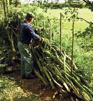 A hedgerow needs to be at least 3m and preferably 4m high to be layed. Coppicing Coppicing (bottom right) involves cutting stems to ground level and allowing the stools to re-grow.