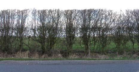 Nigel Adams Following coppicing most hedgerows will have re-grown well after only two growing seasons