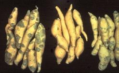 ANR-917 Sweet potatoes are one of the most important vegetable crops produced in Alabama with approximately 6,000 acres grown annually.