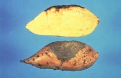 The most common diseases affecting sweet potato production in Alabama and the management practices required for their control are described in this circular.
