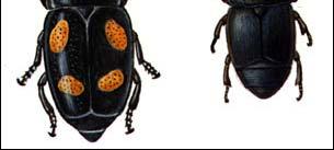 Beetles Macroorganisms Beetles: rove