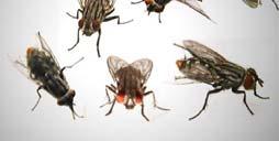 Flies: feed on any organic matter.