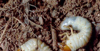 Macroorganisms Snails and Slugs: : Feed on living plant