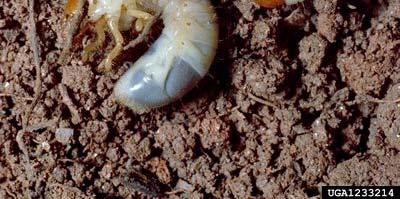 Fruit beetle larvae: : large grubs, 2 long & C- shaped;