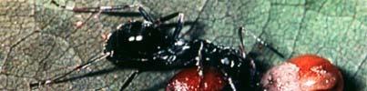 Ants: : feed on aphid honeydew, fungi, seed, sweets,