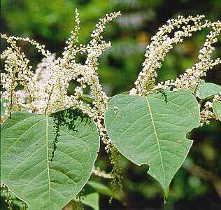 Japanese Knotweed, Polygonum cuspidatum Herbaceous perennial Size: large clumps to10 feet tall Flowers: small greenish white in branched sprays, bloom in August &