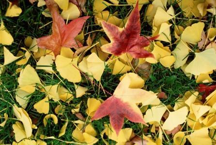 leaves, yard and garden debris