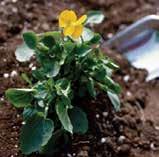 available to plants Storing water until plants need it Protecting plants from pests and diseases Feed your soil with compost Dig or rototill in 1 3 inches of compost (up to 20 25% compost in your