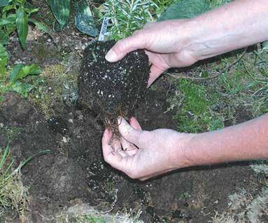 Mulch new plantings well and be sure to water even drought tolerant plants during their first few summers, until they build deep roots. Dig a hole twice as wide and deep as the rootball.