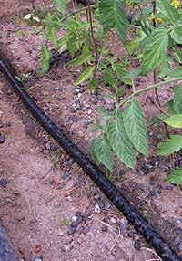 evening. Trees and shrubs usually don t need any watering once their roots are fully established (2 to 5 years) except in very dry years.