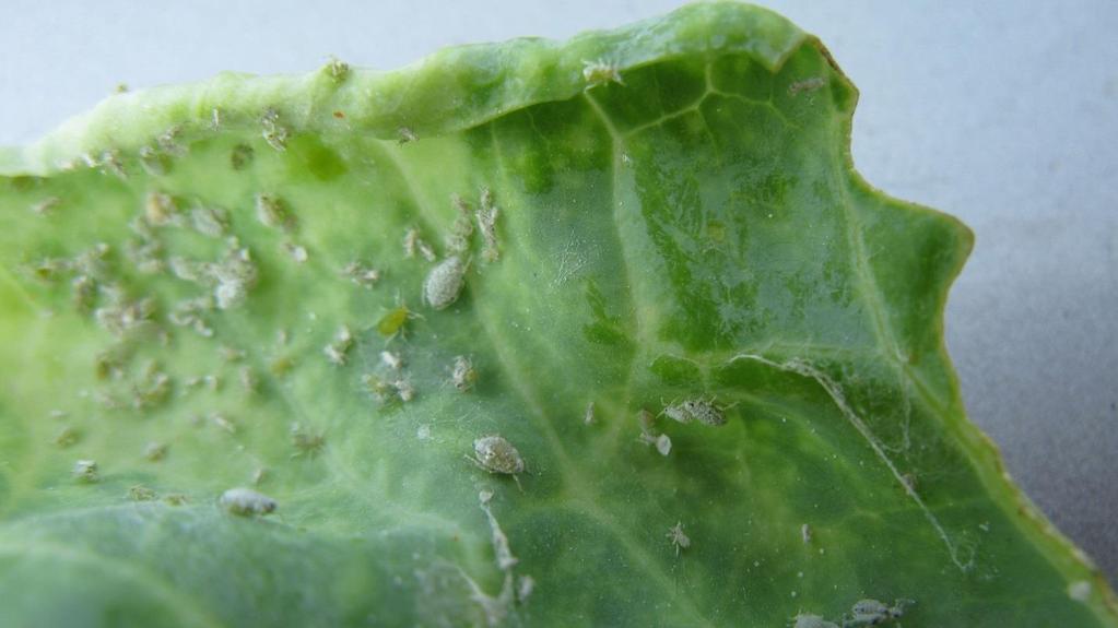 that the amount of disease on the farm is limited and not allowed to snowball as the season progresses. Cabbage aphids on Brussel sprouts. Cucurbit crops: we are finding both powdery and downy mildew.