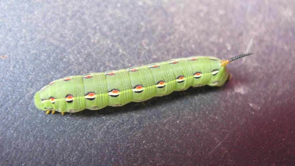 determined or have wide host ranges. Hornworms are the larvae of sphinx or hawk moths.