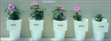 temperatures require more nitrate Slow conversion of ammonia to nitrate N Effects on Plant Growth