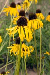 Compass Plant range in size,
