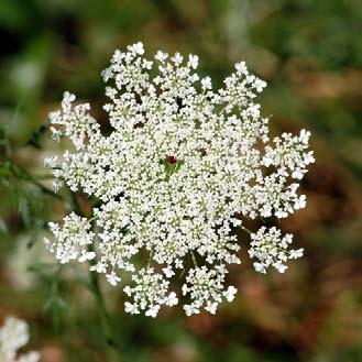 Queen Anne s Lace ±
