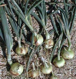 Onions Plant seeds in October thru late November,