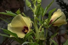 Okra Tropical warm-season plant Plant in April when soil warms Direct seed in furrow or
