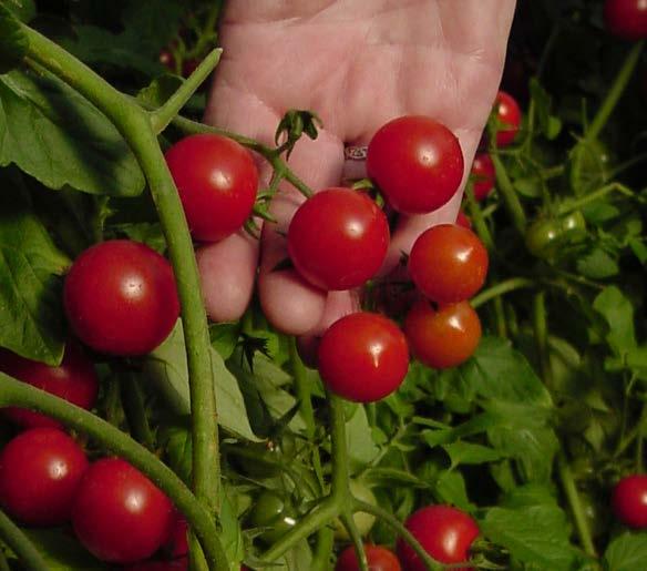 Tomatoes Full sun, well-drained soil Good air movement Indeterminate cherry or grape cvs.