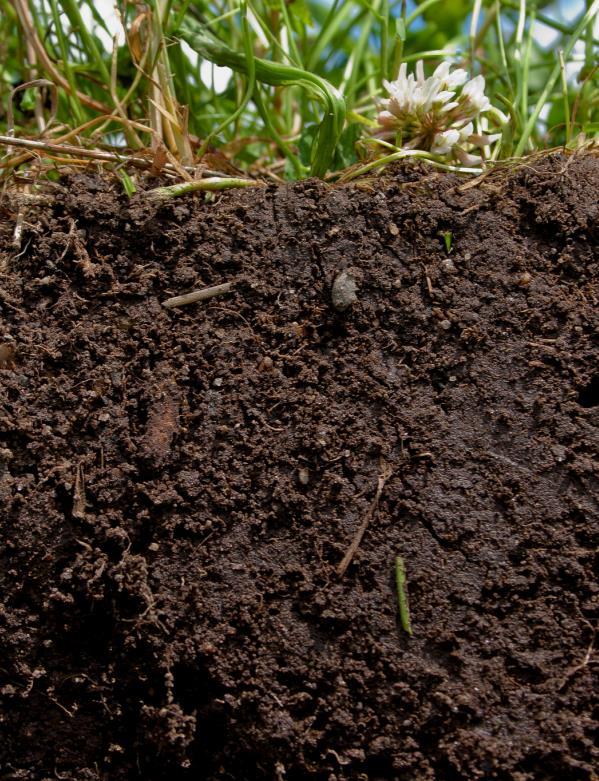 Soil Management Soil organic matter Source of nitrogen, phosphorus, and sulfur Increases
