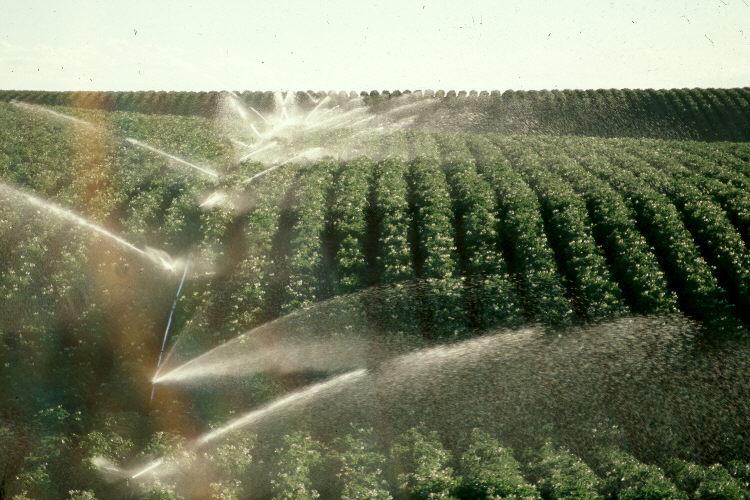 Irrigation Types of irrigation equipment: Surface or flood Sprinkler hand
