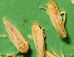 Virus Diseases Obligate parasites To cause disease, they must have a vector: Insects (aphids,