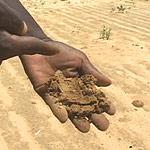 Soil Management Soil Selection: Sands and Loamy Sands Preferred for early production