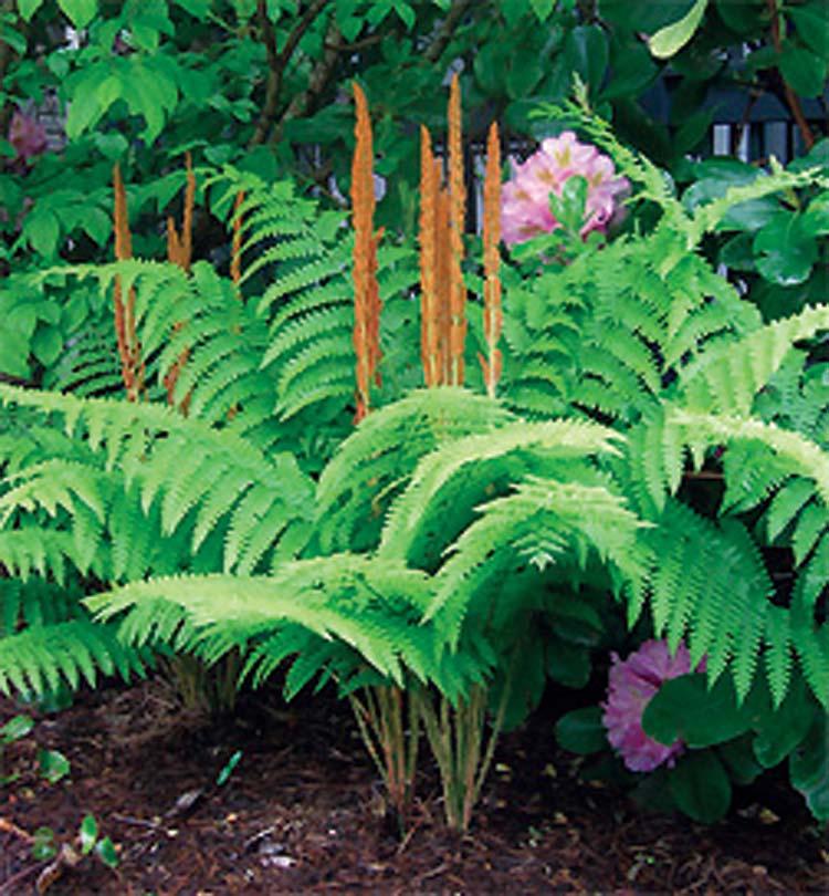 Fern - Cinnamon 4 5 feet feet Acidic Moist Fanning, upright Fast, slow-spreading Cinnamon Ferns are a wonderful backdrop in larger gardens with Hostas and other large perennials.