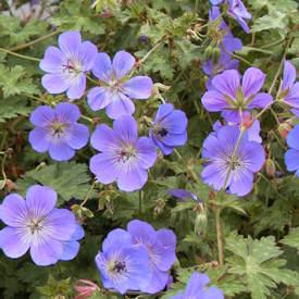 Geranium - Rozanne 12-20 inches 18-23 inches Normal, Clay, Sandy Average, Moist Spreading, Mounding Moderate Full Sun - Partial Shade Selected as the 2008 Perennial Plant of the Year.