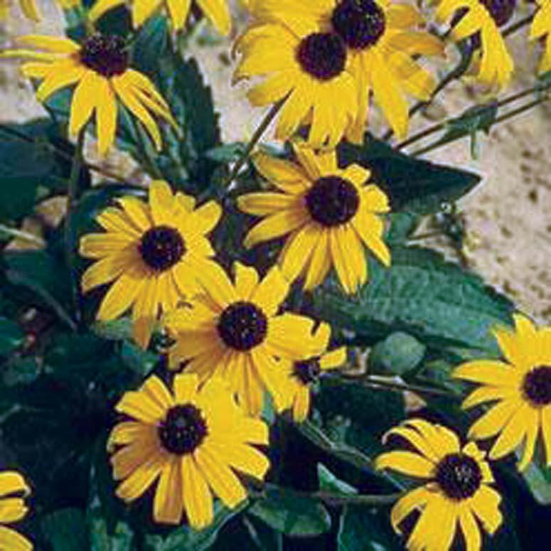 Goldsturm - Black-eyed Susan 24 inches 18 24 inches Normal, Sandy, Clay Moist, Well-Drained Upright Fast Full Sun Golden Yellow Black- Brown Centers The Rudbeckia Goldsturm Black- Eyed Susan,