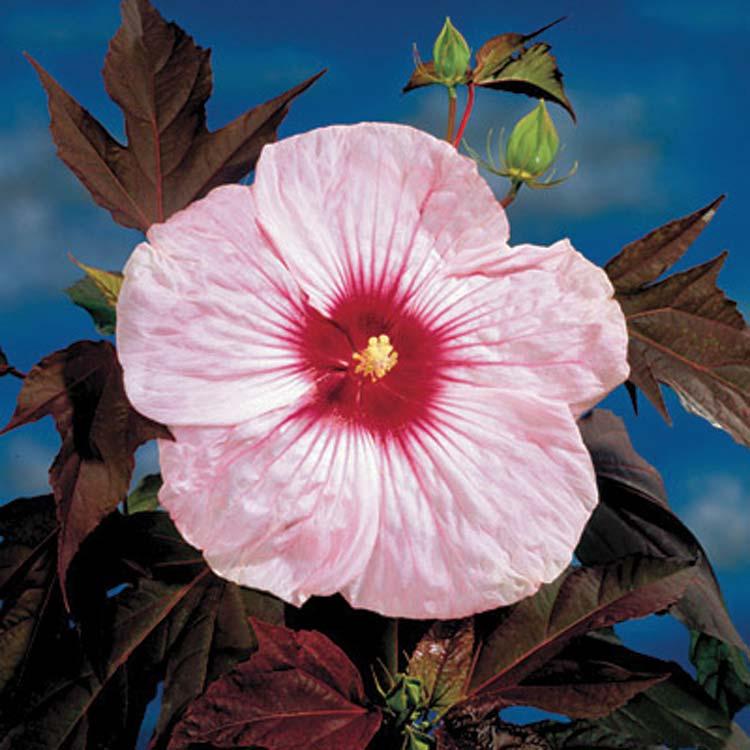 Hibiscus Kopper King 4 5 feet 4 5 feet Widely Adaptable Widely Adaptable, Tolerant Upright Fast, once established Hibiscus 'Kopper King' is known for its huge 10-inch flowers and large, maple-leaf