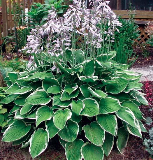 Needs to be planted in full shade in any moist, well-drained area.