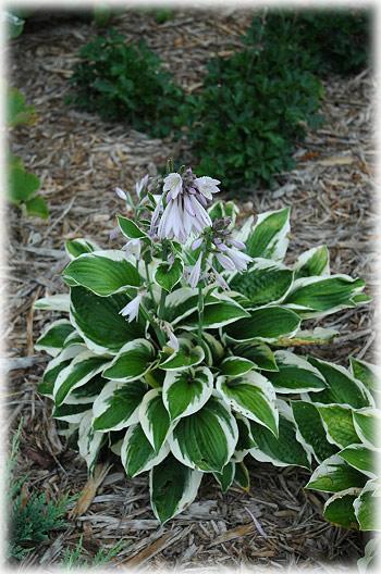Hosta - Patriot Patriot Hosta is a dense perennial with low mound of foliage that features tall dainty spikes of lavender bellshaped flowers rising above the dark green and textured heart-shaped