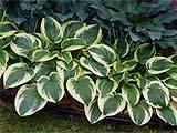 Hosta Wide Brim 18-26 32 Average- Moist Well-Drained Wide Brim Hosta features dainty spikes of lavender bell-shaped flowers rising above the foliage in mid summer.
